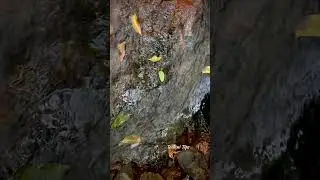ASMR Nature Sound #asmr #asmrsounds #asmrvideo #asmrsound #asmrsleep #asmrnaturerelaxation #nature