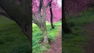 Cherry Blossoms in Central Park, New York City