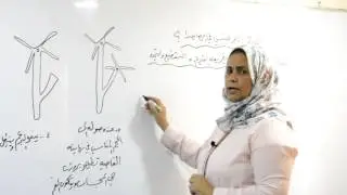 الست رمله فارس الغزي محاضره التكاثر في الهايدرا