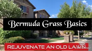 Rejuvenate An Old Bermuda Lawn//Bermuda Grass Basics  #bermudagrass #basics #howto