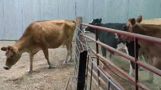 Hauling the Herd.  Moving Day for the milk cows.