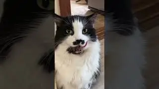Коти люблять смачненьке