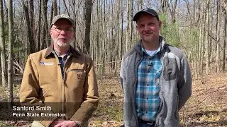 Forest Birds