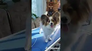 БЕРТРАНА ЛАЙТ АМОРЕ. ТРИКСИ!!