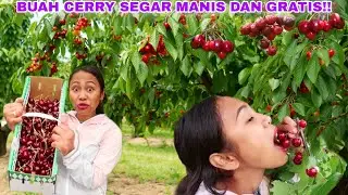 HARVESTING WILD CHERRY FRUIT ON THE ROAD SIDE UNTIL YOU GET CRAZY