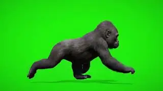 Gorilla Green Screen Video || Gorilla Green Screen || Chroma Key || Content For Creators