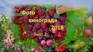 Photo of the grape 2018 Gergel. Tested and new varieties