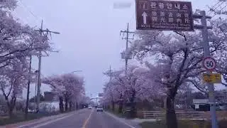 양양 설악산입구벚꽃2024 04 11