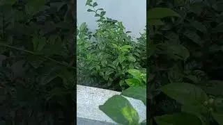 #pvskplantation #pvsk #travel #tour  #plant #tree #chettu (1)