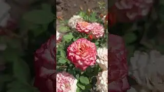 18 июля 2024 г.