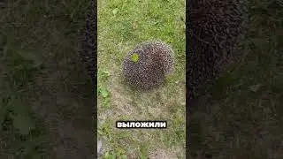 Ёжик поселился у нас на даче