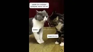 Котики 🐈‍⬛ Правда жизни😂 Скоро в каждом доме… #cat #юмор #школа #правдажизни #кот #мем