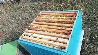Качаю подсолнух 24год