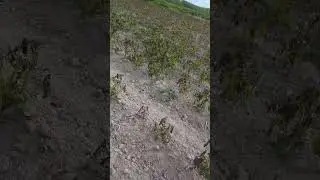 заморозки на почве без слов