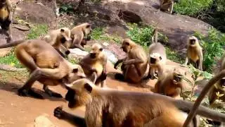 Funny Monkey Dance in India Video | Fun Raja