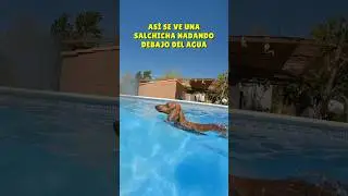 Así NADA una salchicha!😂💖 #perrosalchicha #teckel #dachshund #humor #doglover #mascotas