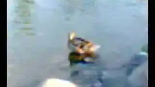 Ördeklerden Toplu Kıç Çevirme Hareketi(
