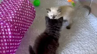 Siamese Kittens Getting A Friend Plus Cutest Bottle Kittens Ever