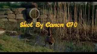 Shot by Canon C70