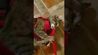КОШКЕ НЕ ПОНРАВИЛОСЬ!Знакомство со шлейкой прошло неудачно #кошки #cat #cats