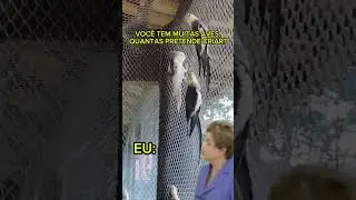 QUANTAS AVES VOU CRIAR? #calopsitas #calopsita #calopsitasmansas