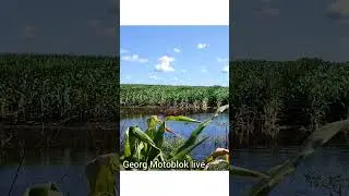 Серед кукурудзяного поля 😀👍👋