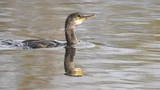 European Shag (Sale Water Park 31st October 2023)