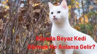 Rüyada Beyaz Kedi Görmek Nedir, Rüyada Beyaz Kedi Görme