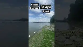 Стая лебедей на Дунае, Земун, Белград