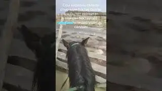 Торғай өңіріндегі мал шаруашылығын су басты, мал қырылды. Бұл бір ғана мысал 