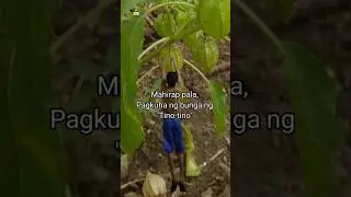 Tino-tino #capegooseberry #tinotino #wildfruit #buhayprobinsya #shorts