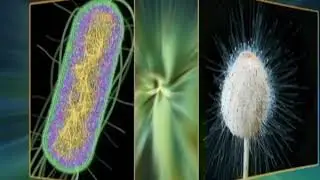 DNA topology