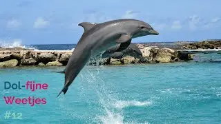 Dol-fijne weetjes #12 The Bottlenose Dolphin 🐬
