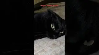 Знает ли кошка свое имя? А твоя Кошка знает свое Имя😻?