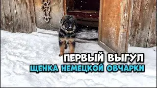 First walk of a German shepherd puppy || Khazar puppy