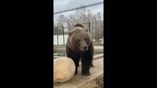 Мансур,папа Андрей и гигантский кокос👀🥥Прямой эфир инстаграм @mansurbear 26.10.19