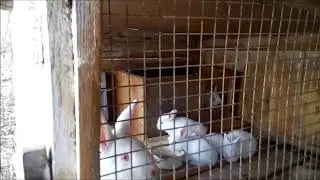 Пожиратели гороха  вышли из  гнезда!!! Всё туши свет сливай воду.
