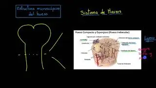 Estructura microscópica del hueso - el sistema de Havers | Khan Academy en Español