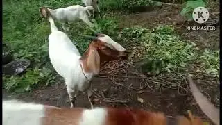 Mga alagang kambing malalaki n bilis dumami...