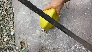 Cutting open a coconut. #survival #asmr #satisfying