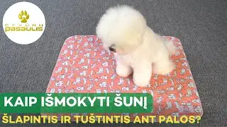 Kaip išmokyti šunį šlapintis ir tuštintis ant palutės?