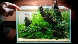My Best Nano Aquascape after 365 Days! Step by Step Tutorial