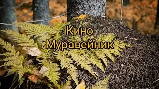 Кино - муравейник (guitar cover).