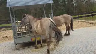 Tarpan
