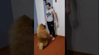 Чау-чау делает поклон
