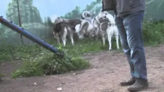 Гуляем с хаски.