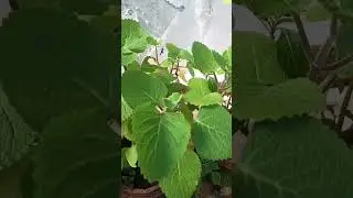 #INDIAN