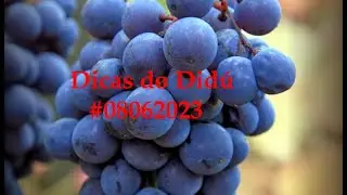 Dicas do Didú #08062023