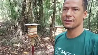 Inspecting the bees in the forest