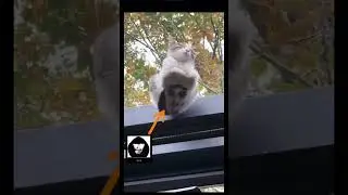Албанец